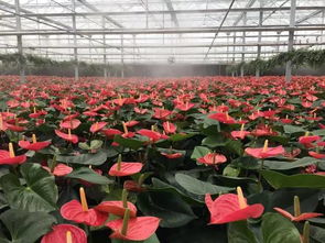 颍州西湖第九届桃花节盛大开幕，精品游线路与花卉苗木齐迎客