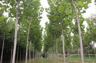 好苗子就是抢手——河南绿洲花木基地精品苗供不应求