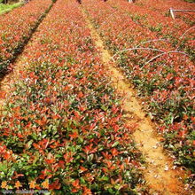 花木商情图片浏览 探索花卉苗木的视觉盛宴