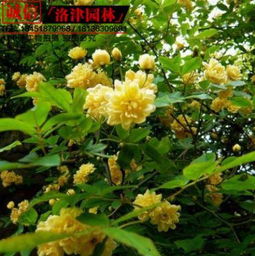 中国苗木花卉网 连接花卉苗木产业与市场的桥梁