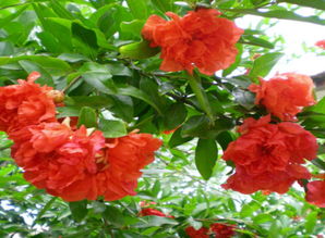 山东菏泽长青苗木花卉基地牡丹、石榴、百日红、白蜡、法桐规格及报价一览