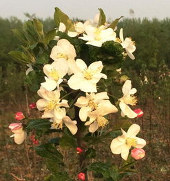 邳州金润花木种植专业合作社 优质白兰地海棠3公分苗与高清图片展示