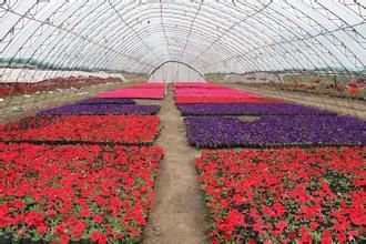 长春九台花卉苗木批发市场 盆栽绿植的购物天堂