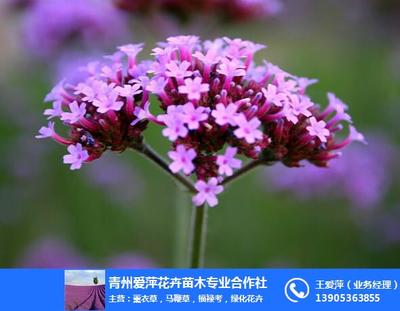 甘肃马鞭草花海与爱萍花卉苗木