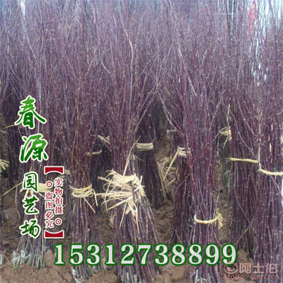 沭阳春源园艺 直销批发工程苗木中国红枫苗，底价构筑绿化新风景