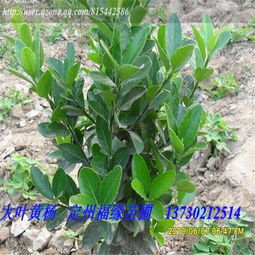 美人梅 园林绿化与花卉苗木市场的新宠