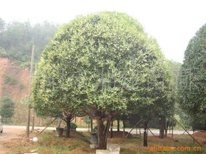 供应湖南绿化苗木花木桂花供应商 浏阳市湘建苗圃尽在农苗网