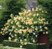 一朵花美了一座城 2019世界月季洲际大会为南阳带来的绽放与新生