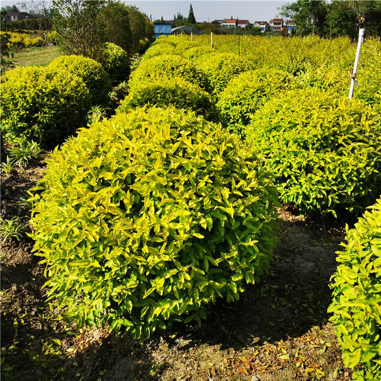 金冠女贞球 园林彩叶灌木中的明星选择
