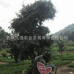 贵州元浩农业 花卉苗木产品供应引领绿色产业发展