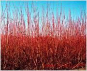 走进河北恒达苗木花卉基地——产品相册中的绿意与芬芳