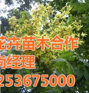 山东工厂绿化苗木与盆栽绿植的优选指南