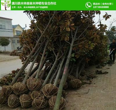 潢川金桂 木林森苗木基地，专业打造优质桂花产业链