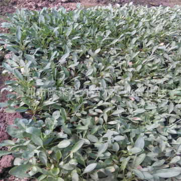 青州金鸡菊 基地直供，品质卓越，量大价优的宿根花卉优选