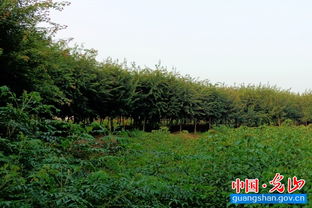 光山县育才花卉苗木基地 获评全国青少年农业科普示范基地，赋能未来绿色成长