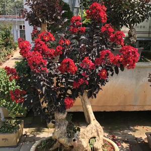 四季花卉苗木场 打造城市中的自然艺术画廊