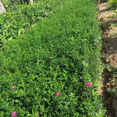 青州市茗茜花卉苗木专业合作社 打造花卉苗木产业的璀璨明珠