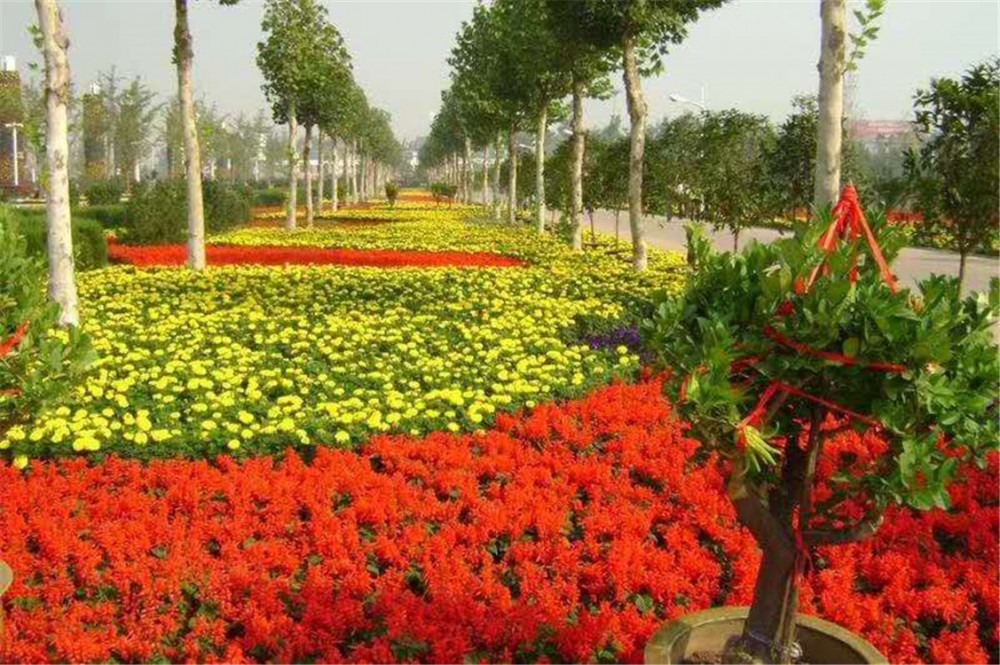 青州市华硕花卉苗木 皱菊与四季草花，绿化工程与盆栽绿植的一站式解决方案