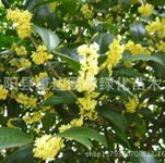 法国冬青 优质绿篱选择与庭院绿化采购指南