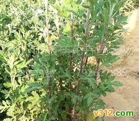 花卉苗木种植繁育基地的建设与管理