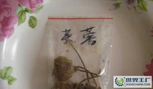 芙蓉花种子的出售与花卉苗木种子市场潜力分析