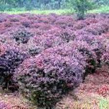 红叶小檗球 炙热红妆，点亮你的花园梦想——沭阳县万众园林绿化苗木场推介