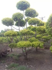 河北恒大绿洲苗木花卉基地 绿色生态的摇篮