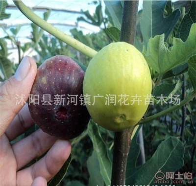 金傲芬无花果苗 当年结果，盆栽与庭院种植的理想选择
