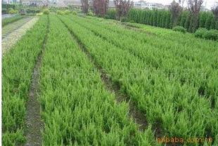 批发供应绿化小苗龙柏小苗植物苗木批发指导价 批发供应绿化小苗龙柏小苗植物苗木批发厂商 批发供应绿化小苗龙柏小苗植物苗木批发厂商 图 尽在农苗网 沭阳县秀之园花卉园艺场