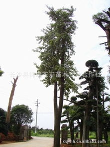 长年供应绿化园林工程苗木银杏树，优选长沙县锦瑞花卉苗木专业合作社