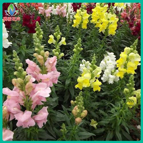 金鱼草花苗盆栽批发指南 宿根花卉的养护与市场前景