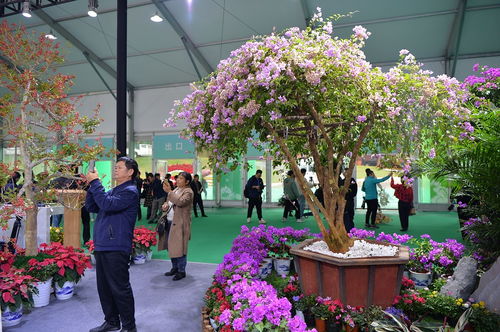 花木盛会 自然与人文的完美交融