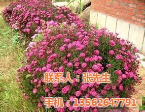 潍城文涛花卉苗木 专业宿根花卉厂家的品质与责任