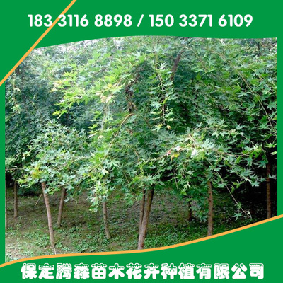 打造绿色生活 盆栽绿植的多样化产品供应