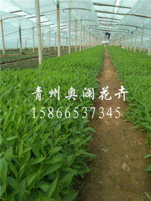 山东马鞭草种植基地 花卉苗木的璀璨明珠