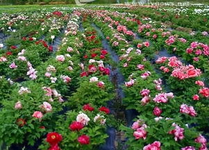 明晚7点，苗博会暨旅发大会盛大开幕，聚焦花卉苗木产业新机遇