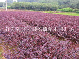 全球花木网 一站式花木产品与苗木图片展示平台